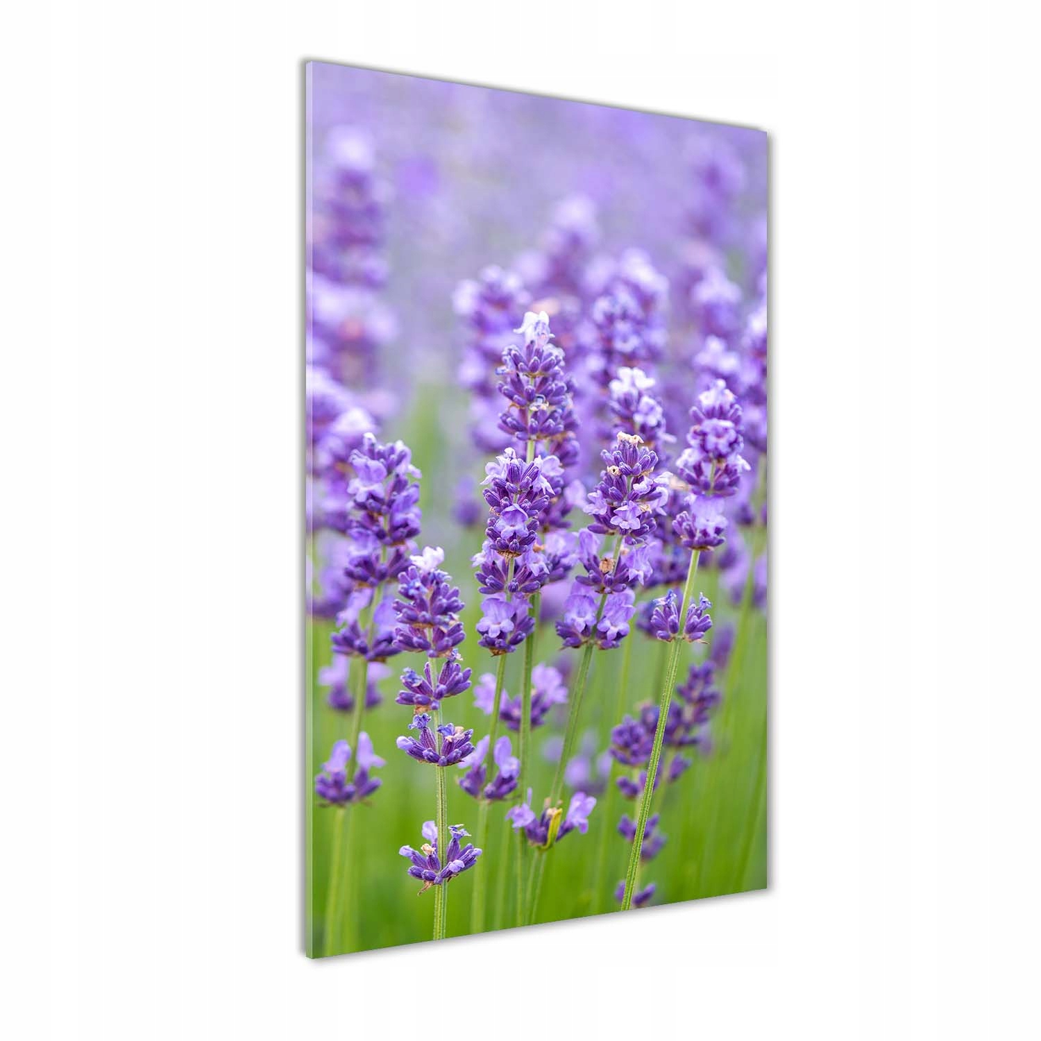 

Foto obraz szkło hartowane Pole lawendy 60x120 cm
