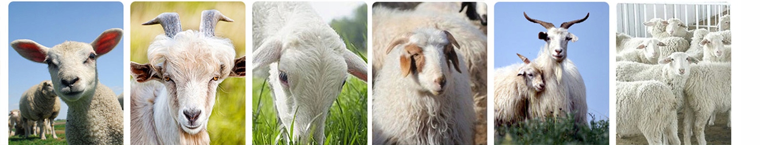 MASZYNKA NOŻYCE DO STRZYŻENIA OWIEC BYDŁA ZWIERZĄT HODOWALNYCH 850W Stan opakowania oryginalne