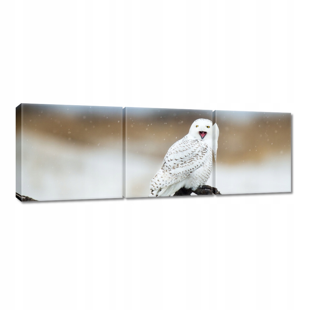 

Obrazy 90x30 Ptaki Ptaszki Ptactwo