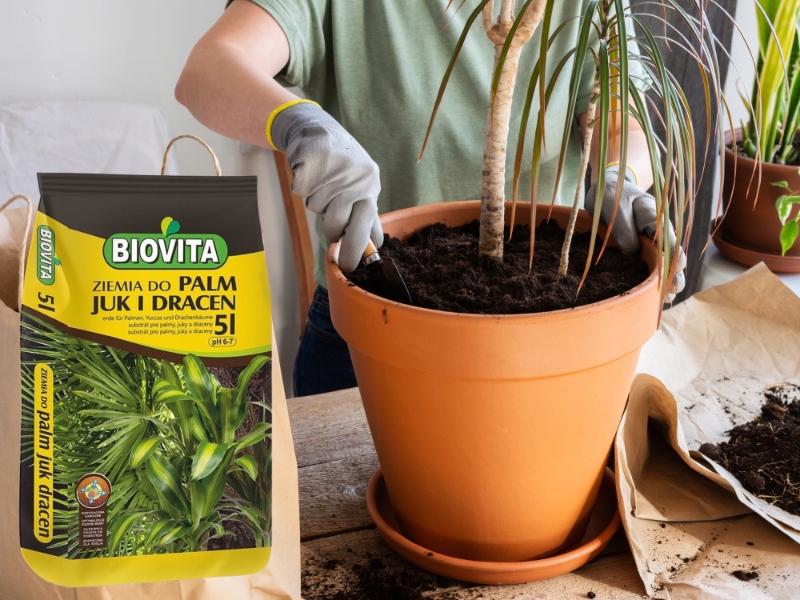 ZIEMIA PODŁOŻE DO ROŚLIN PALM JUK DRACEN +NAWÓZ 5L Marka Biovita