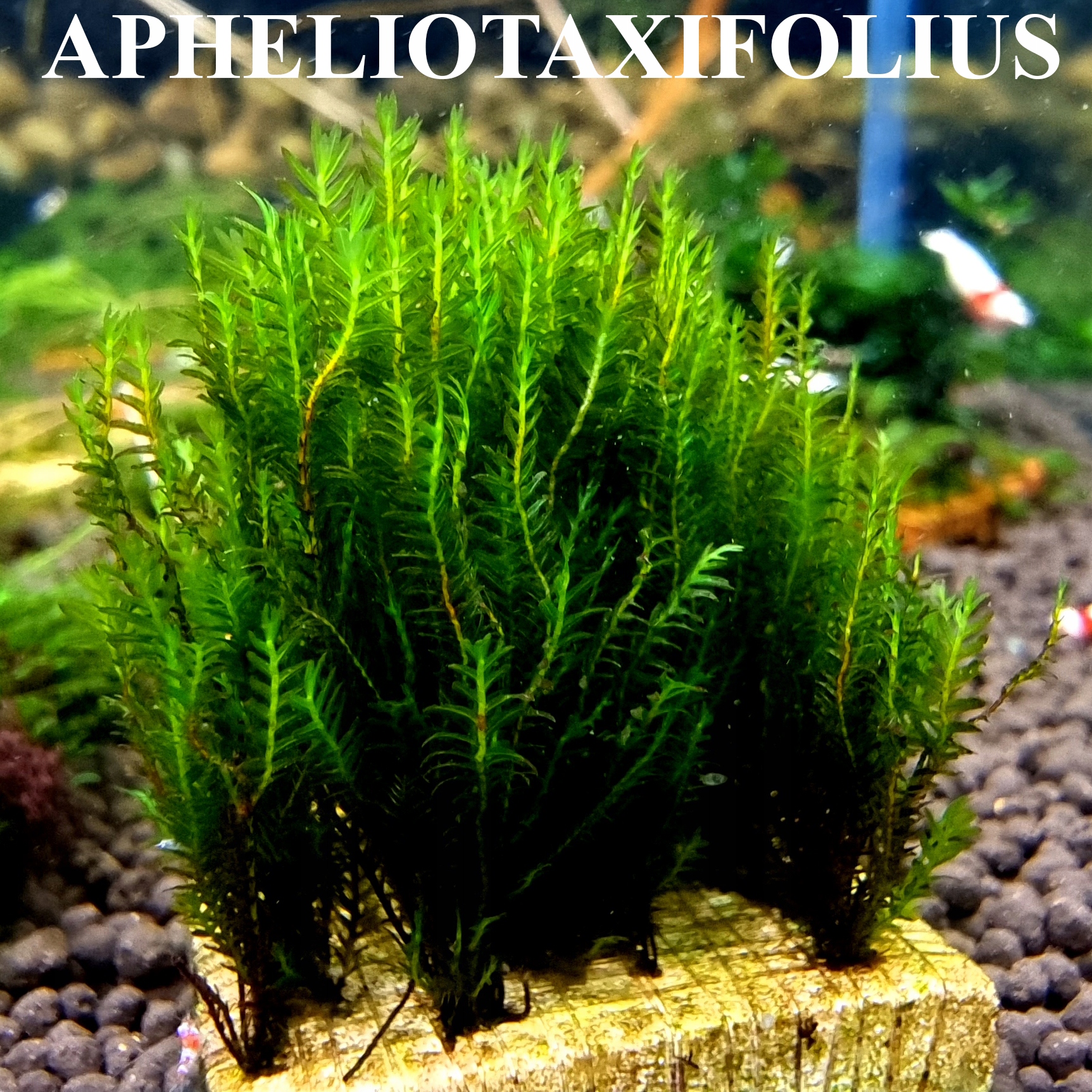 NOWOŚĆ Fissidens Apheliotaxifolius 10 gałązek
