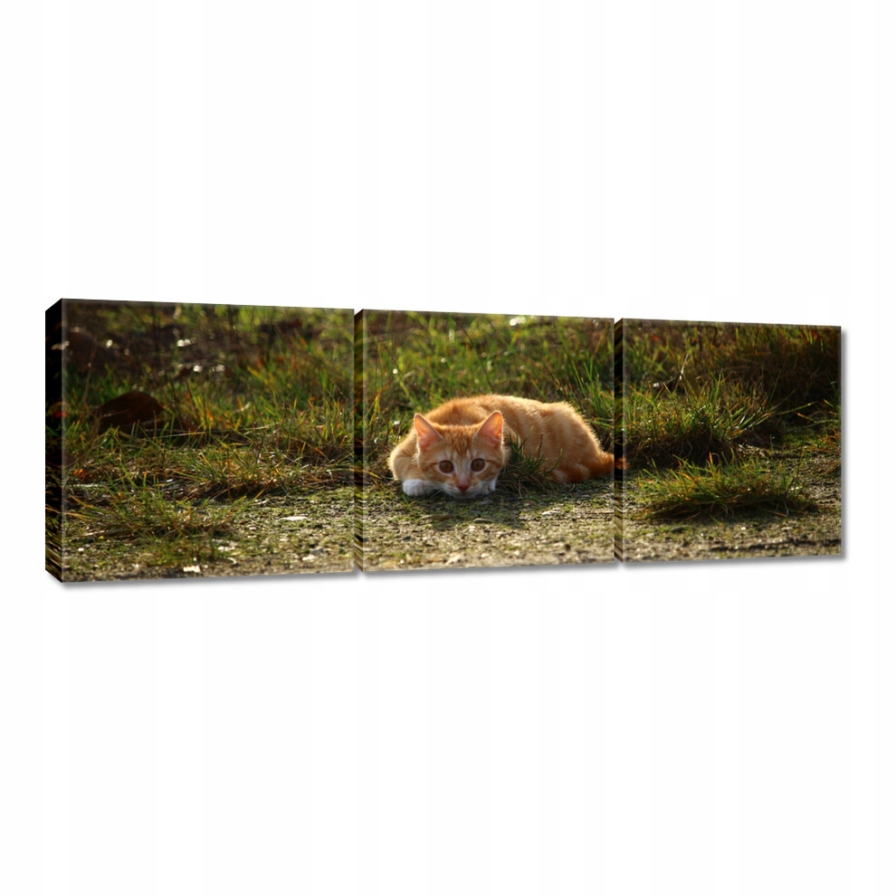

Obrazy 60x20 Kotek Kotki Koty Kicia