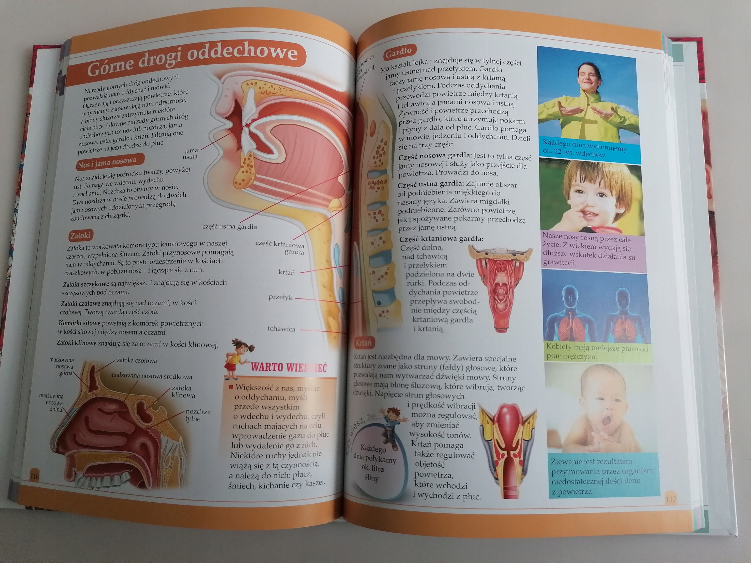 ENCYKLOPEDIA CIAŁO CZŁOWIEKA Części ciała, Zmysły Arystoteles Tytuł Encyklopedia Ciało człowieka