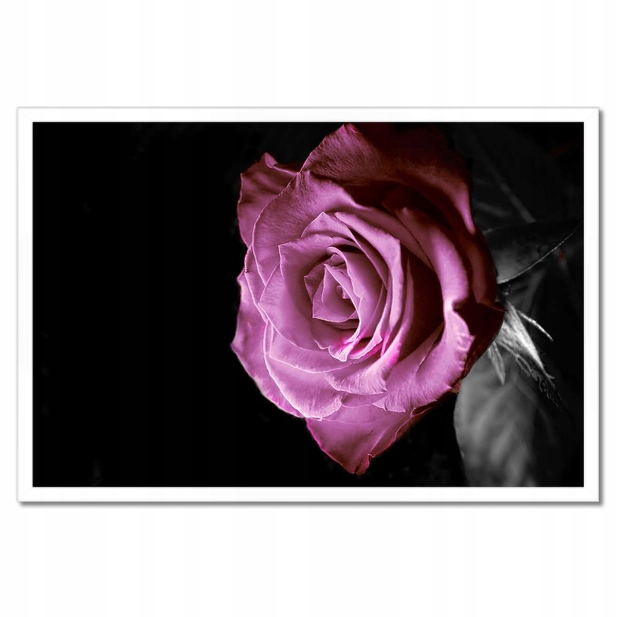 Plakáty v rámu 60x40 Fialová růže