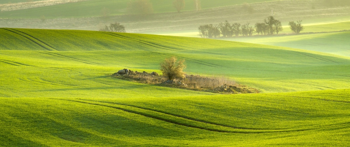 

Fototapeta Flizelinowa Pole kukurydzy 250x104