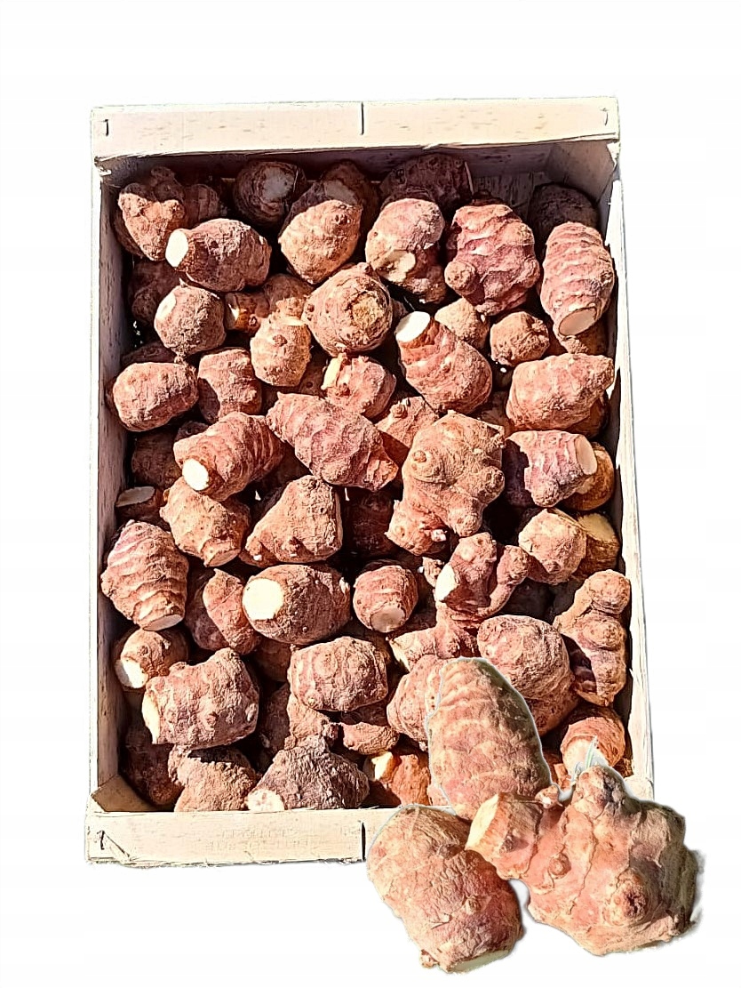 Levně Topinambur Čerstvý Hlíza 5 Kg