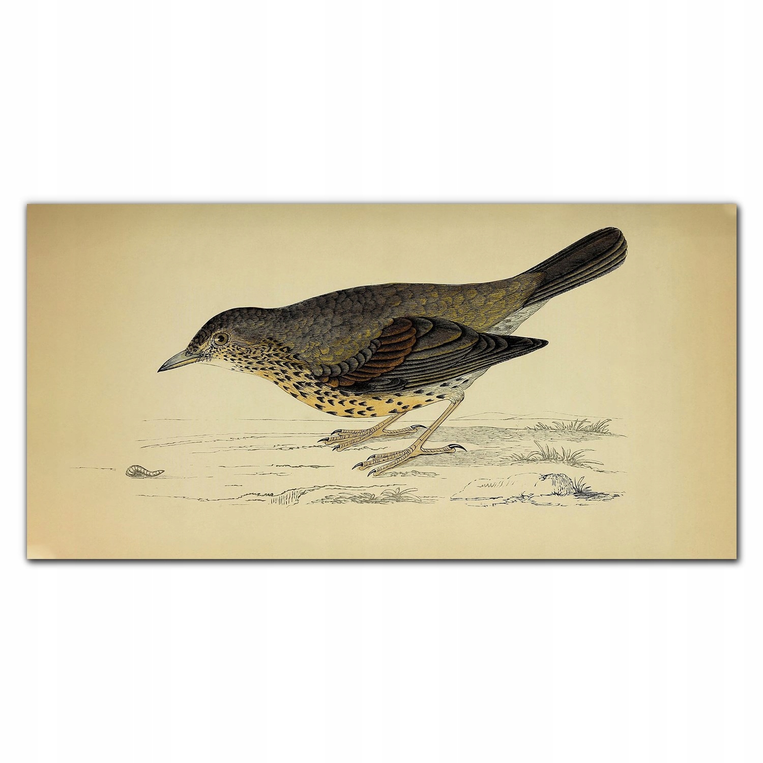 Nástenný fotoobraz na plátne Vták kresba 140x70