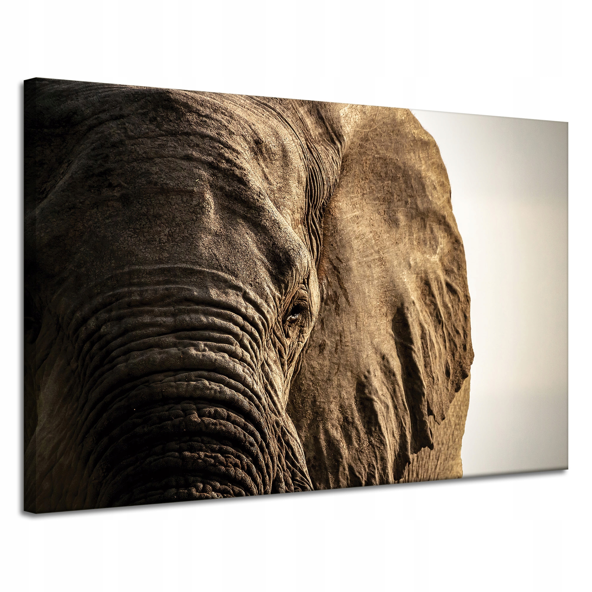 Obraz na plátně Tvář slona Oko Příroda 120x80 cm Ideální jako dárek