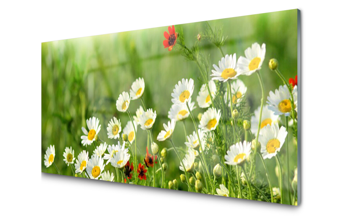 

Panel szklany dekor Stokrotka Roślina 140x70