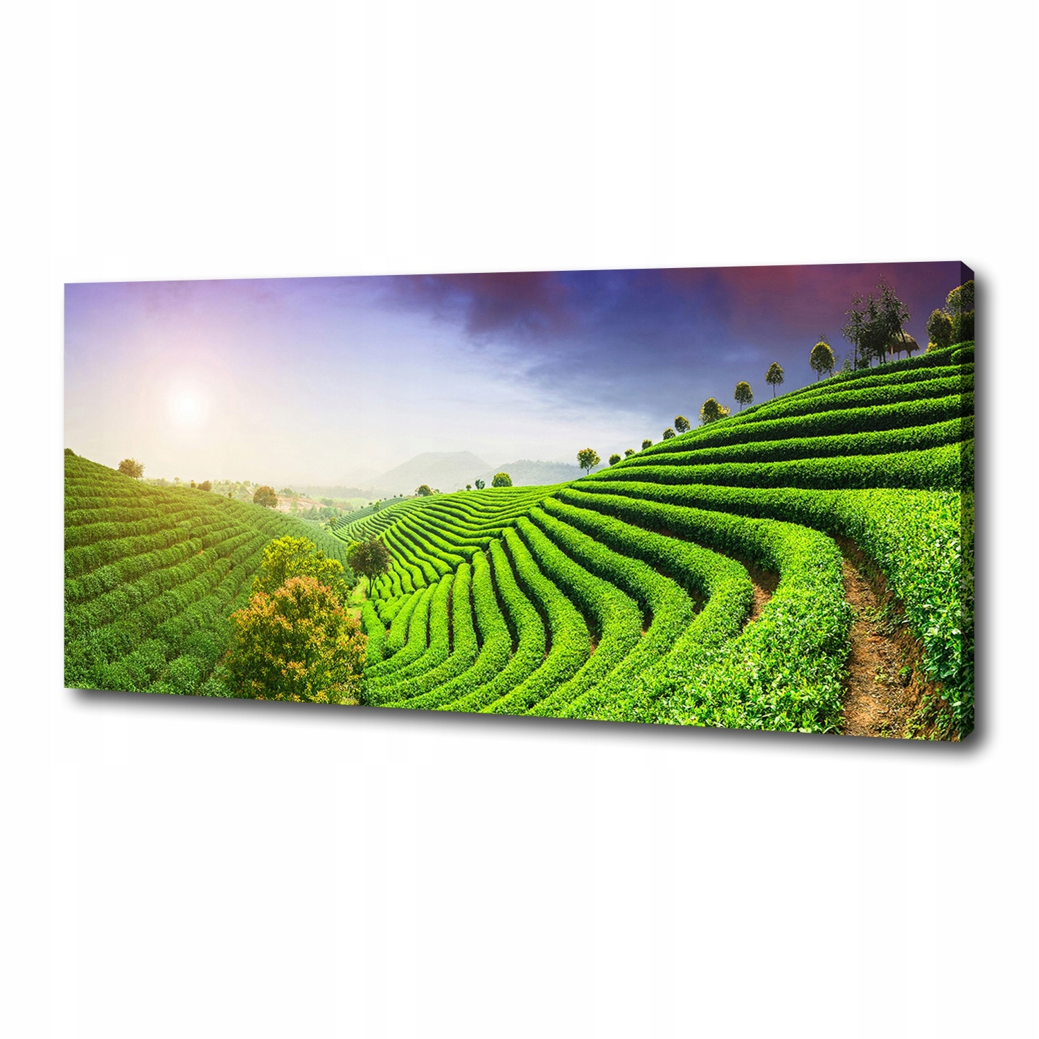 

Foto obraz na płótnie Plantacja herbaty 125x50 cm