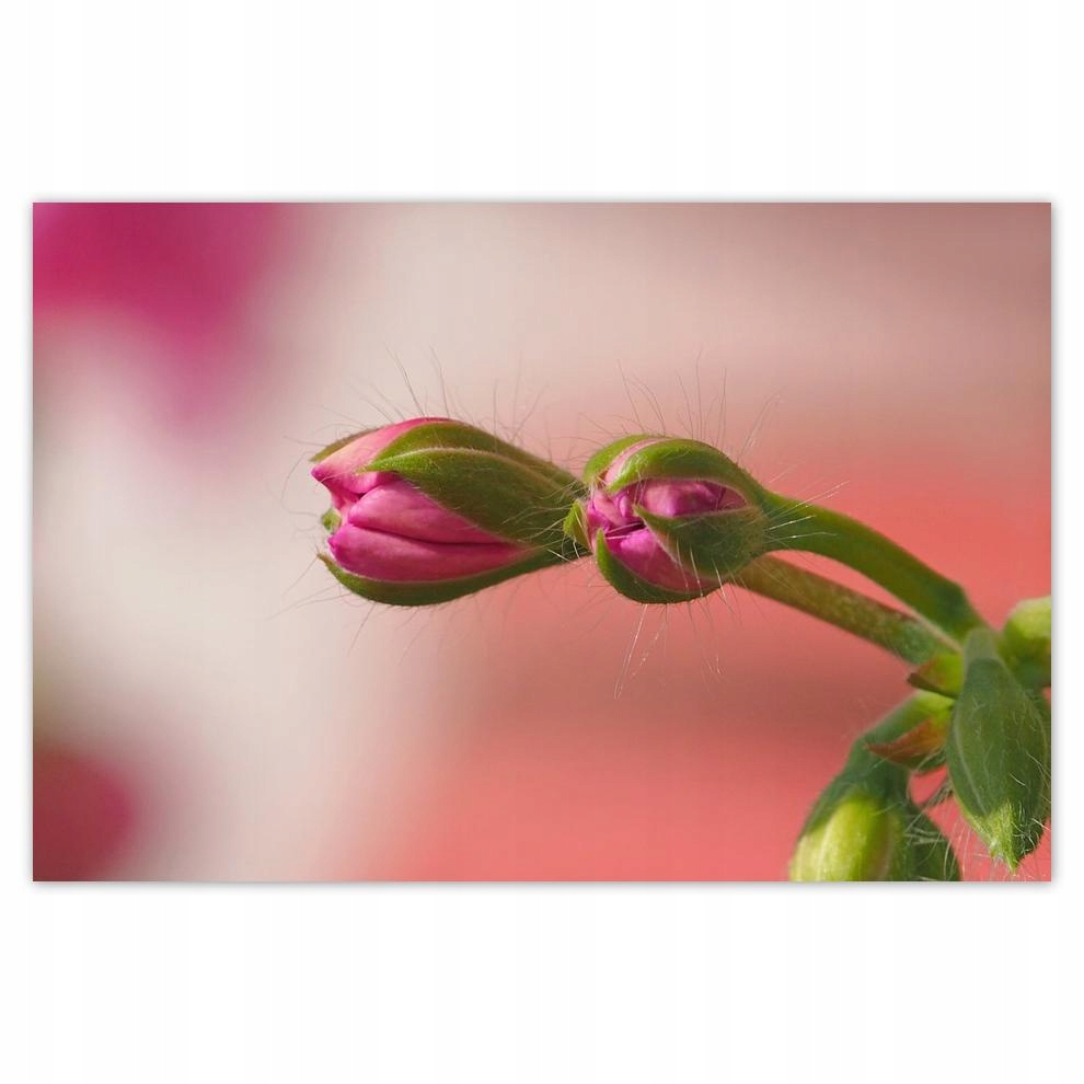 

Plakat 93x62 Delikatne pączki Kwiaty