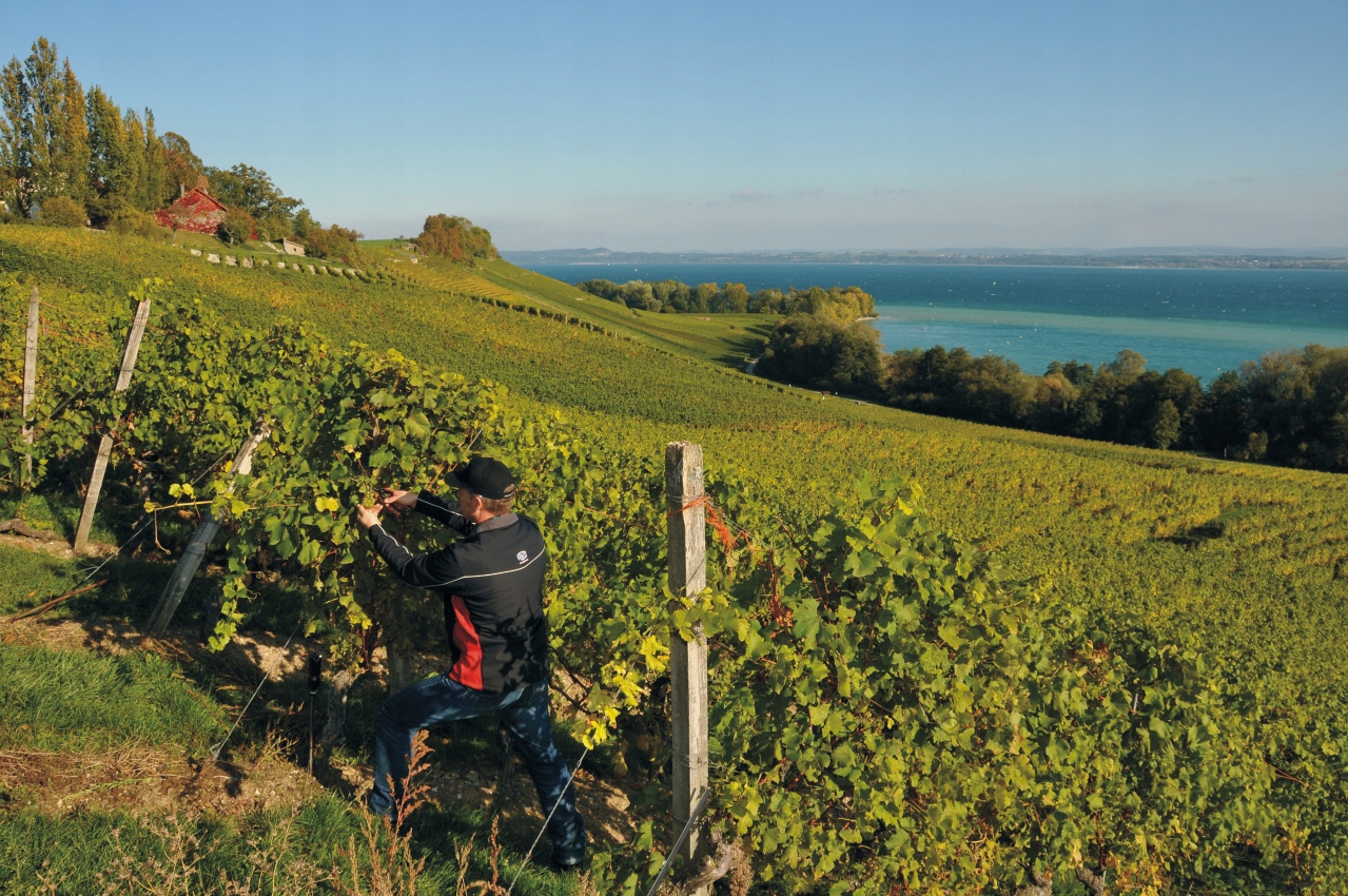 Sekator FELCO 160S - model dla małych dłoni Długość robocza 20 cm