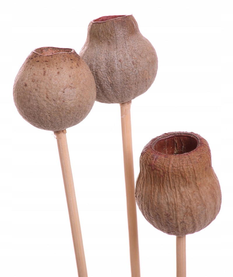 

Eukaliptus na patyku 3 sztuki susz dekoracja