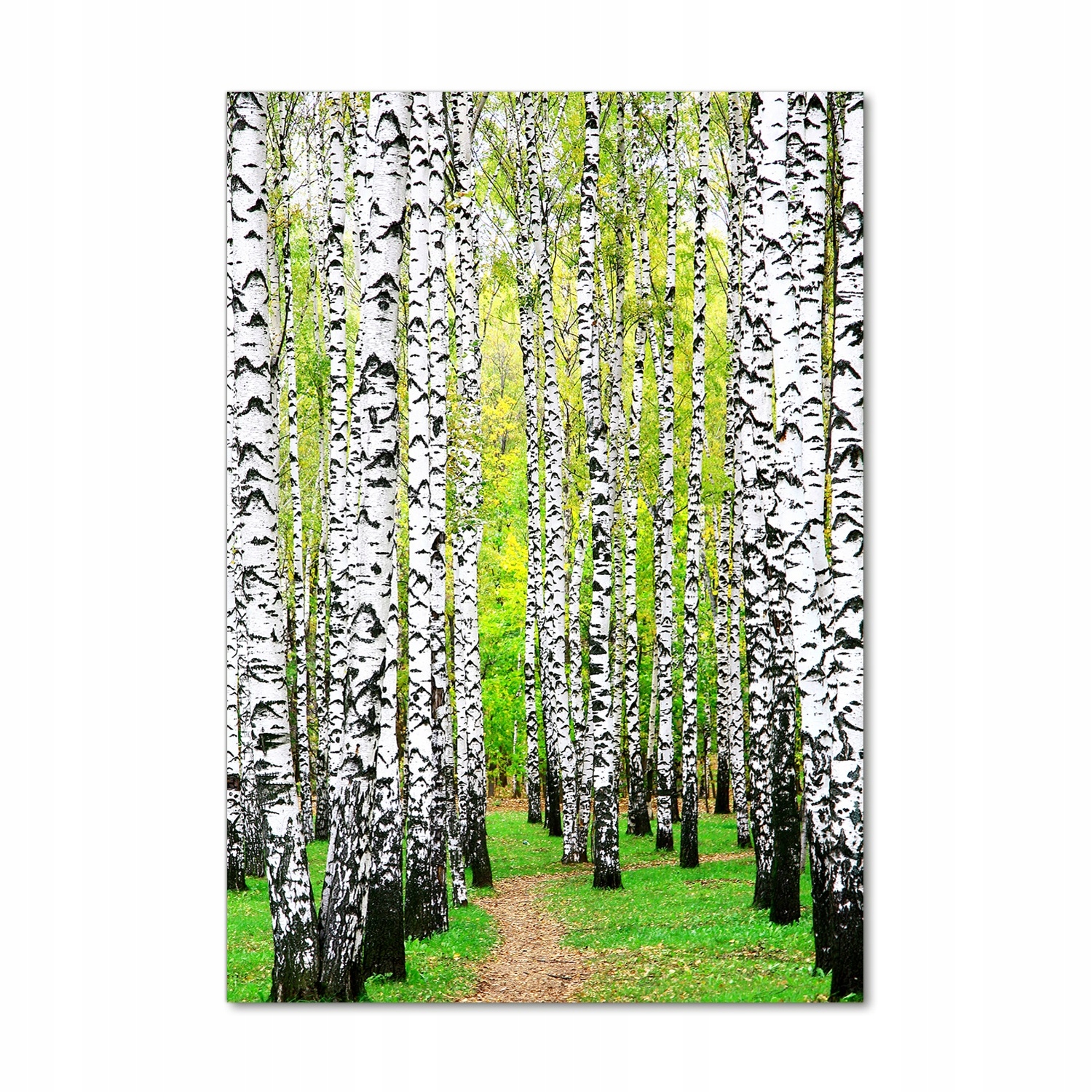 

Foto obraz szkło hartowane Las brzozowy 70x100 cm