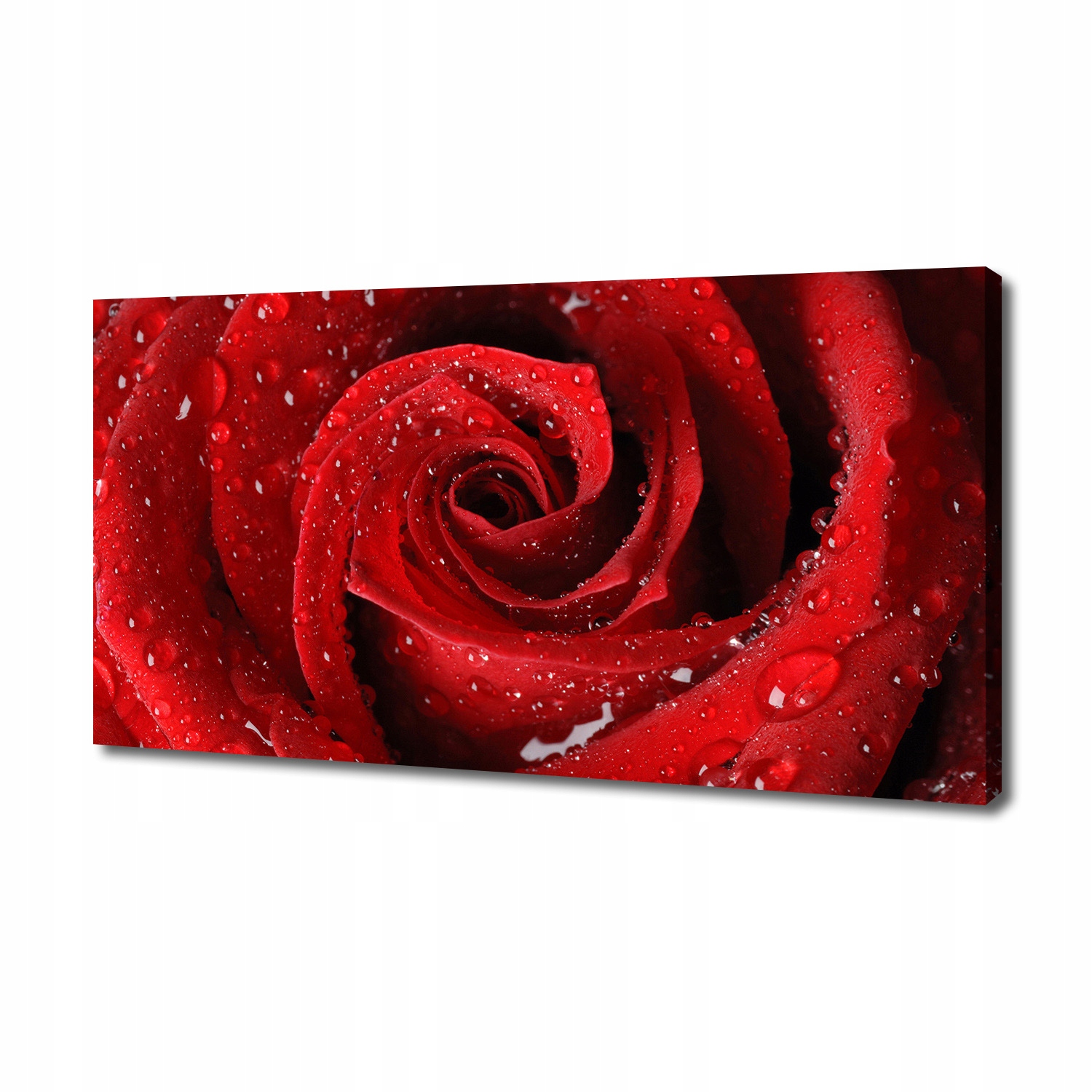 

Foto obraz na płótnie Krople na róży 140x70 cm