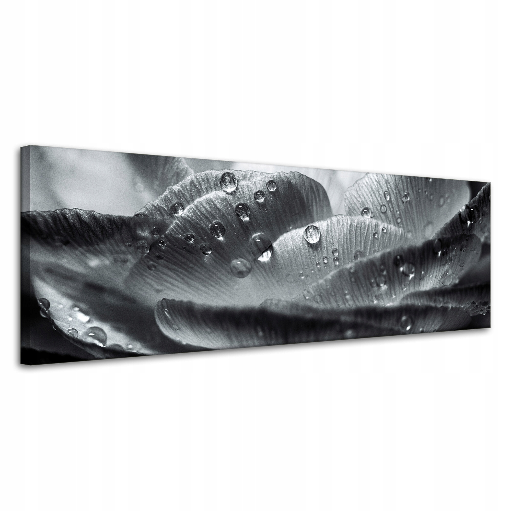 Obraz Canvas Botanika Květinové lístky s rosou 120x40