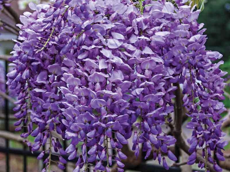 Glicynia kentacka Blue Moon C2