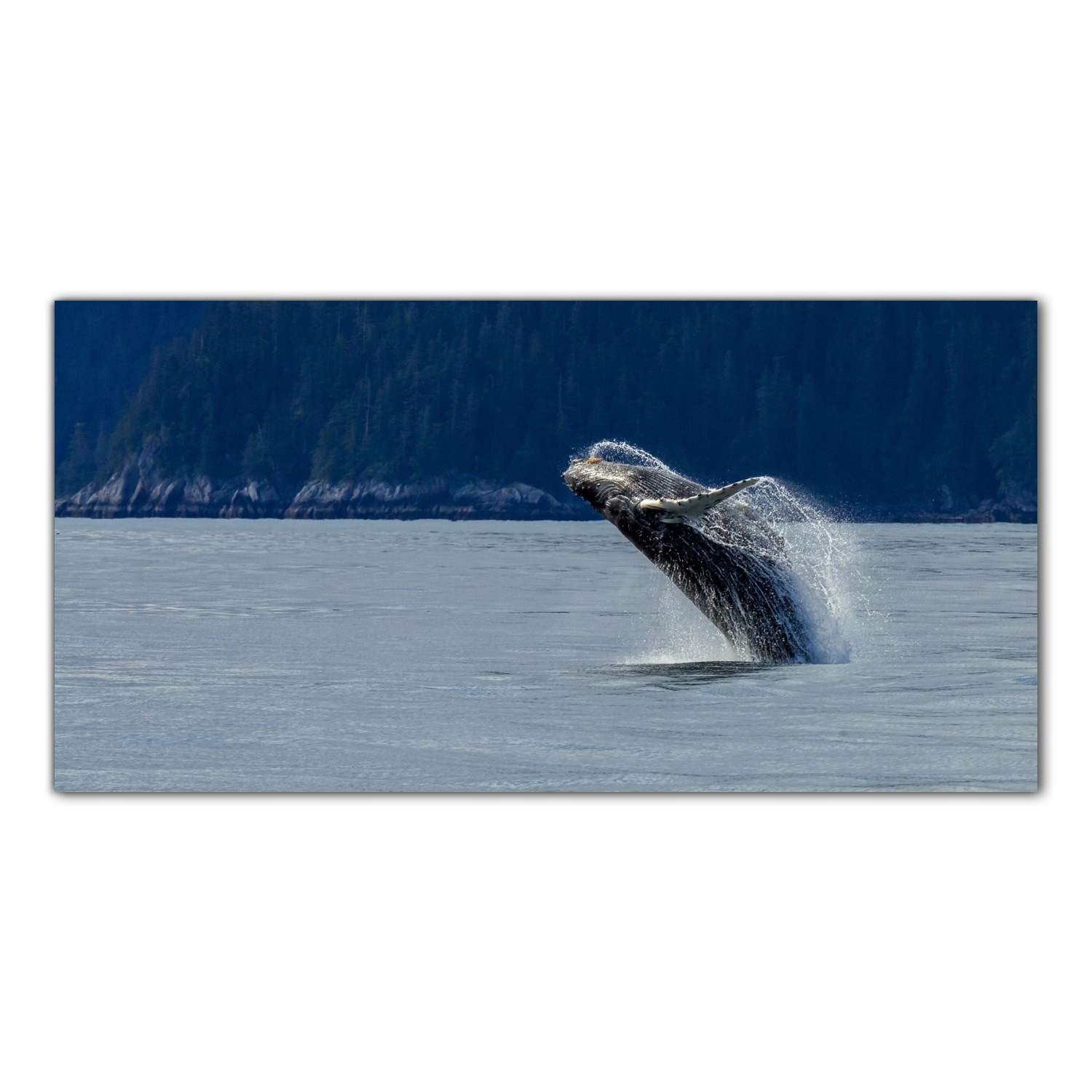 

Obraz na szkle Foto Wieloryb Ocean Zatoka 120x60