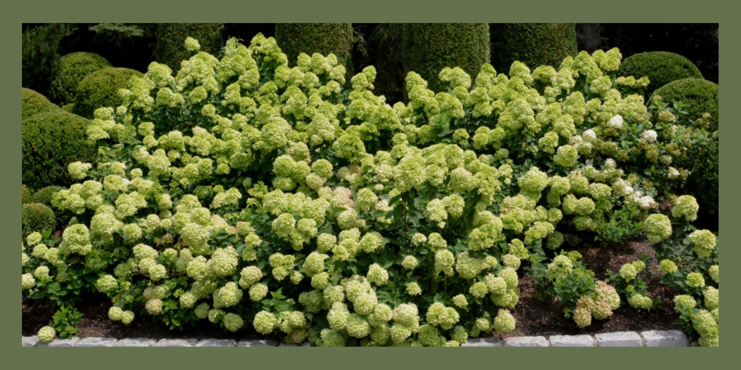 Hortensja Bukietowa PASTELGREEN - Delikatna Uroda Nazwa łacińska hydrangea paniculata