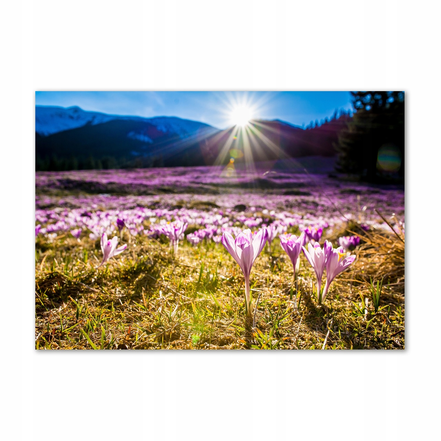 

Foto obraz szklany Krokusy na polanie 100x70