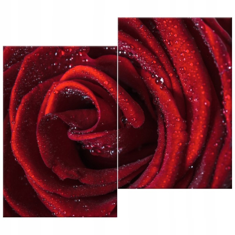 

Bordowa róża 80x70 Foto-obraz Na Płótnie