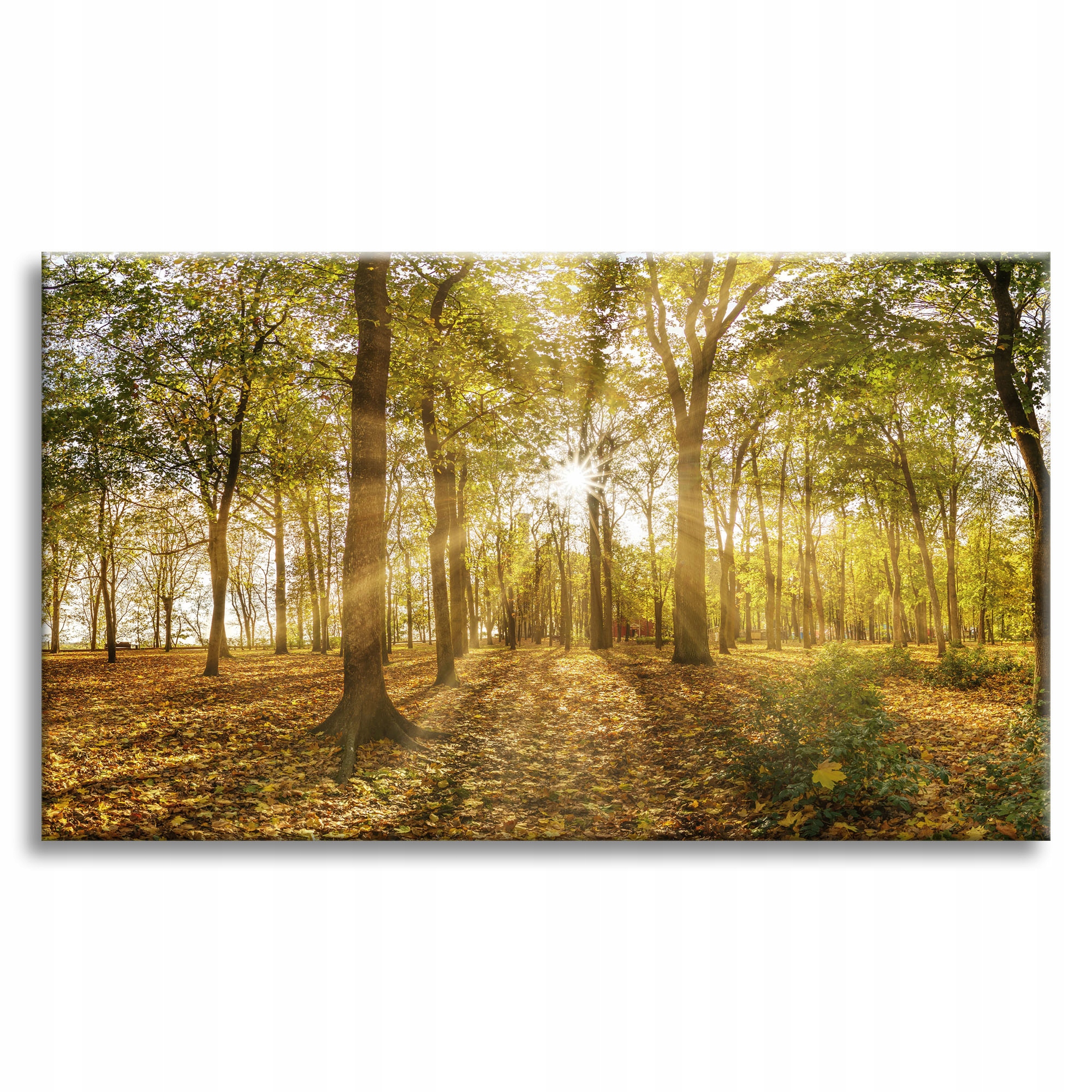 Obraz na plátně Slunce mezi stromy v lese 90x60 cm Ideální jako dárek