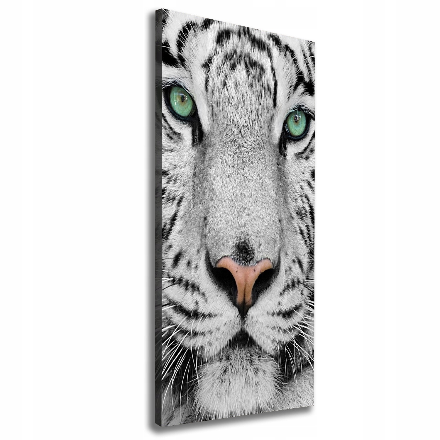 

Foto obraz canvas do salonu Biały tygrys 50x125