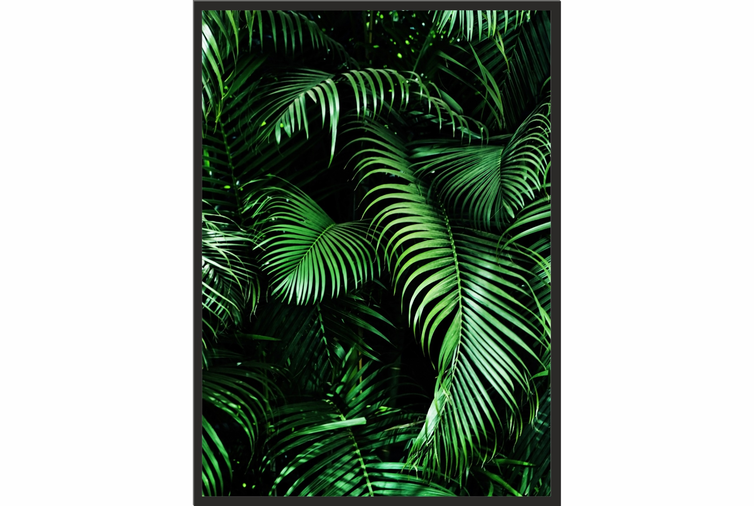 

Obraz plakat 70x50 liście palmy rośliny egzotyka