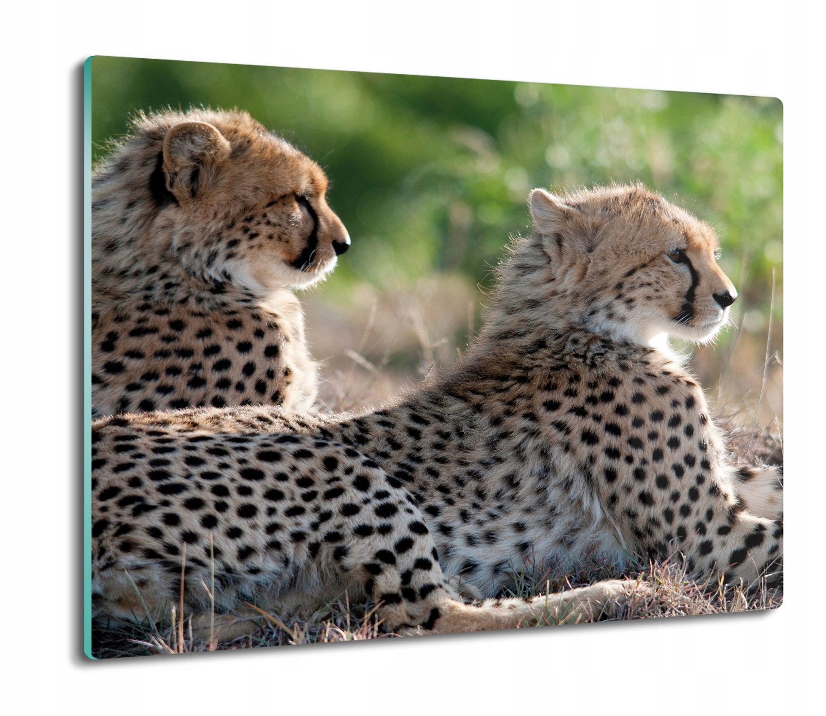 

Para gepardów trawa 60x52 deska kuchenna szklana