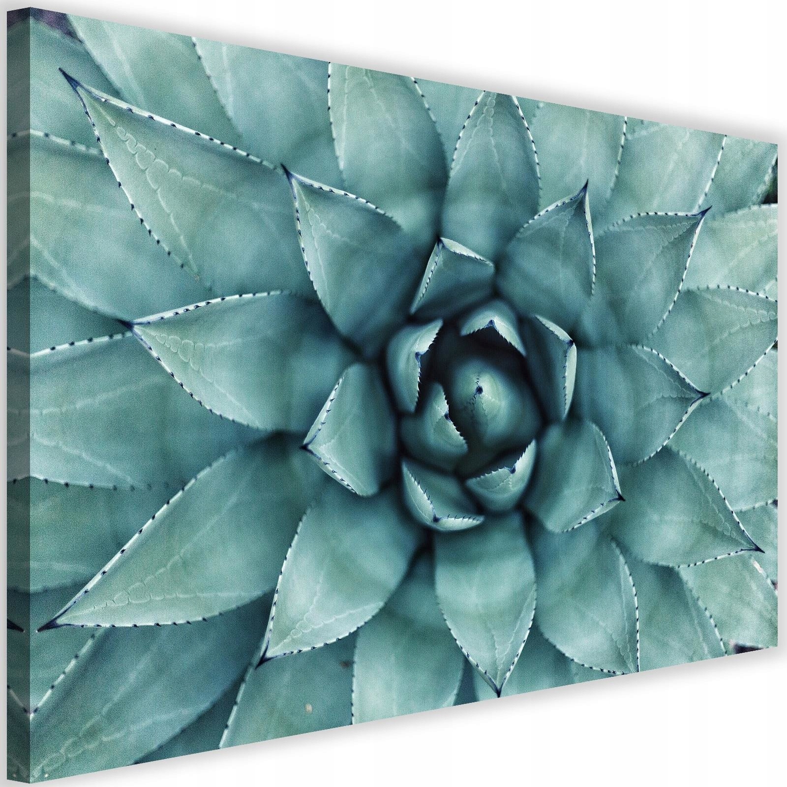 

Obraz Do Sypialni Na Płónie Aloes Kwiaty 60x40