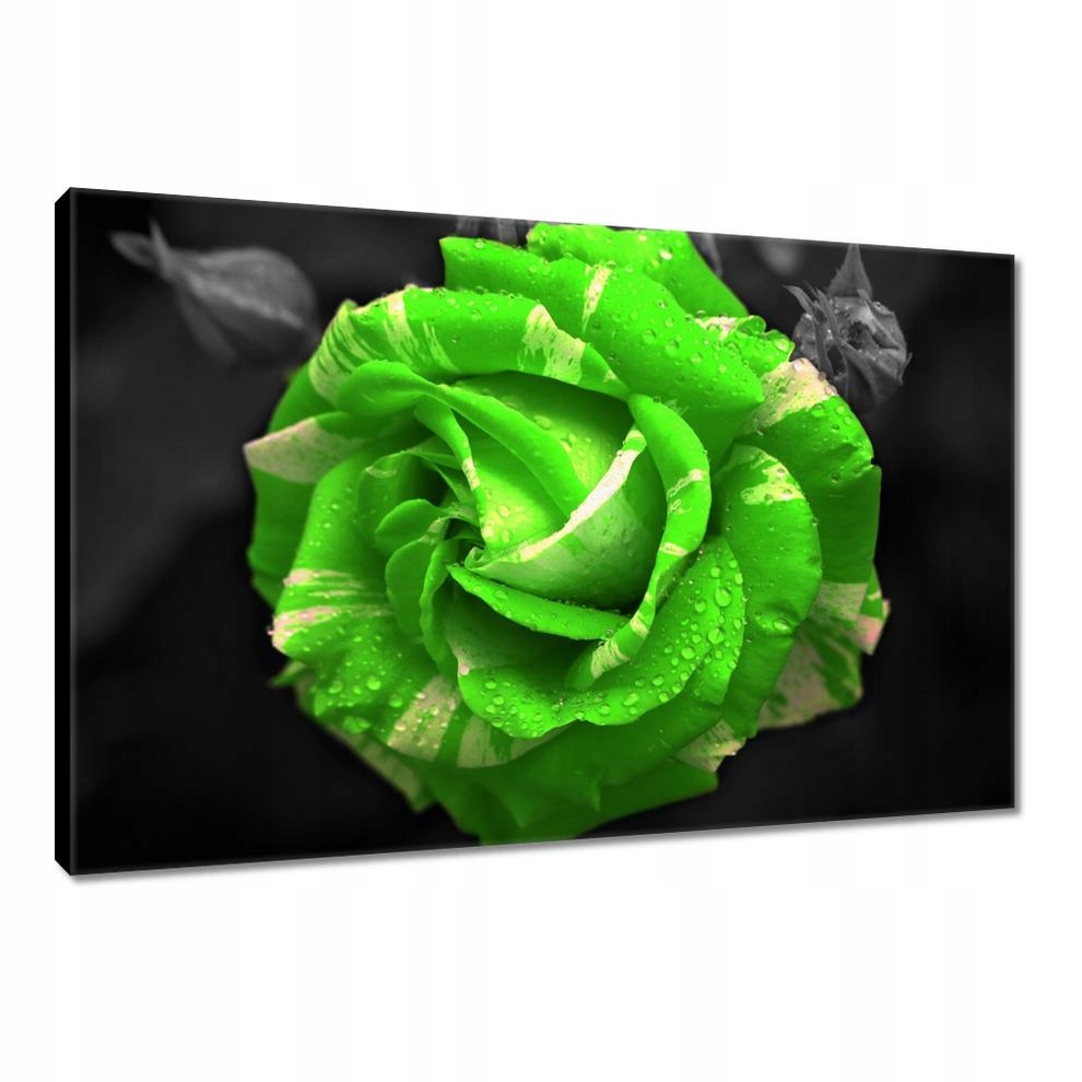 

Obrazy 90x60 Limonkowa róża
