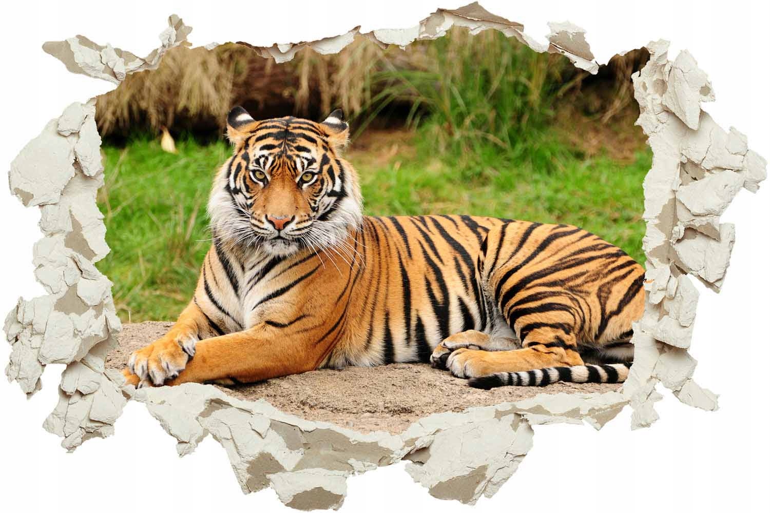 

Fototapeta 3D Dziura Ścienna Tygrys Azjatycki