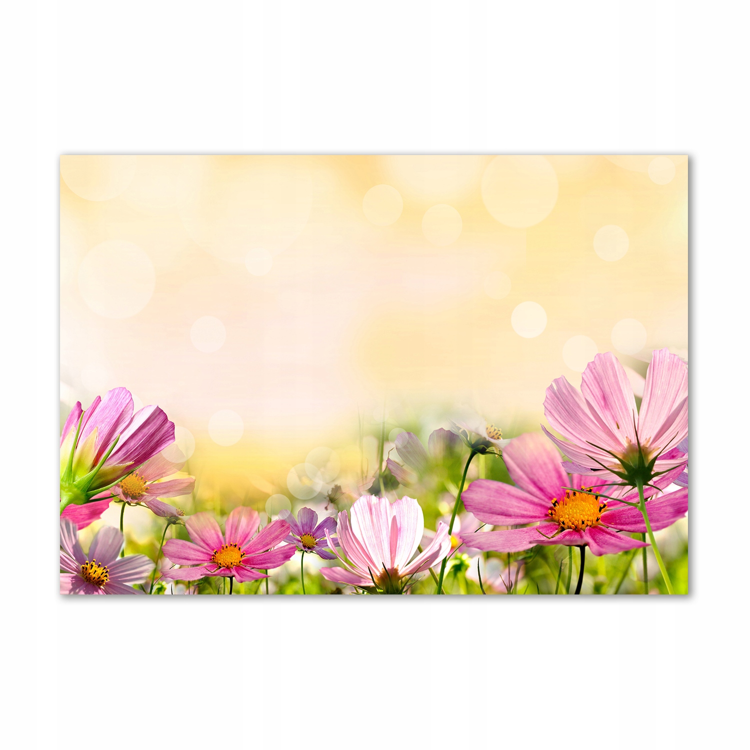 

Foto obraz zdjęcie szkło hartowane Maki 100x70