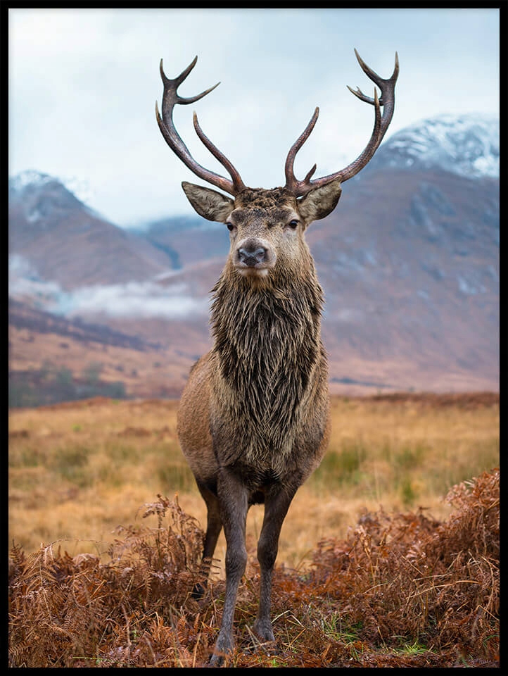 

Jeleń z porożem plakat obraz do salonu 40x50cm