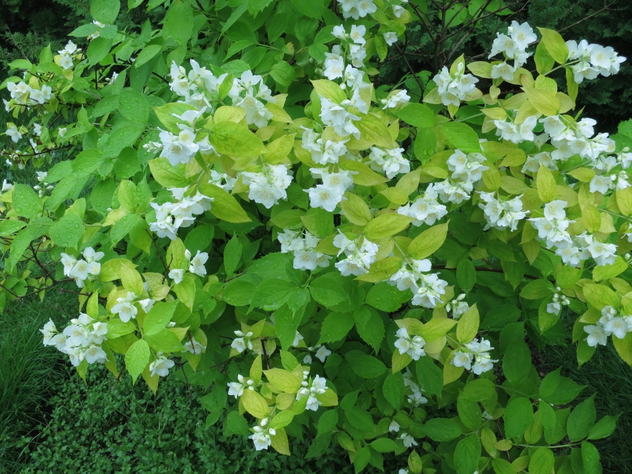 Jaśmin Jasminum Żółty Pachnący &lsquo;Aurea&rsquo; • Cena, Opinie • Drzewa i krzewy