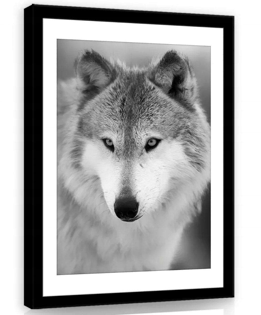 Obraz Na Plátně Canvas 60x80 Vlk Portrét B&w