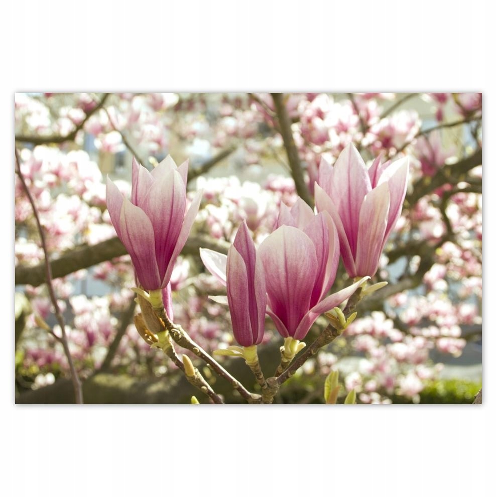 

Plakat 93x62 Magnolia