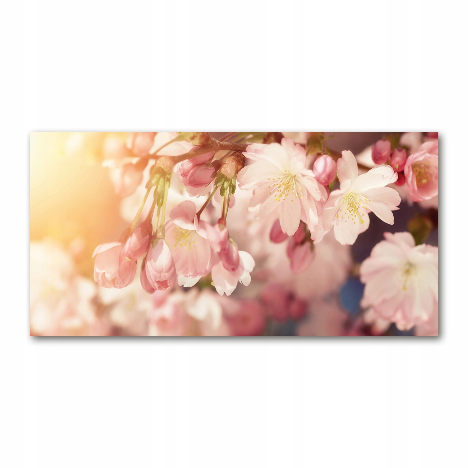 

Foto obraz akrylowy Kwiaty wiśni zdjęcie 140x70 cm