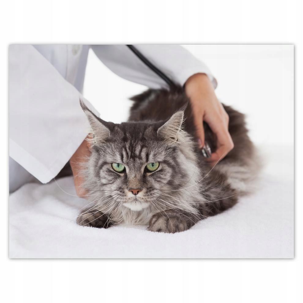 

Plakat 40x30 Kot Kotek Koty Kicia