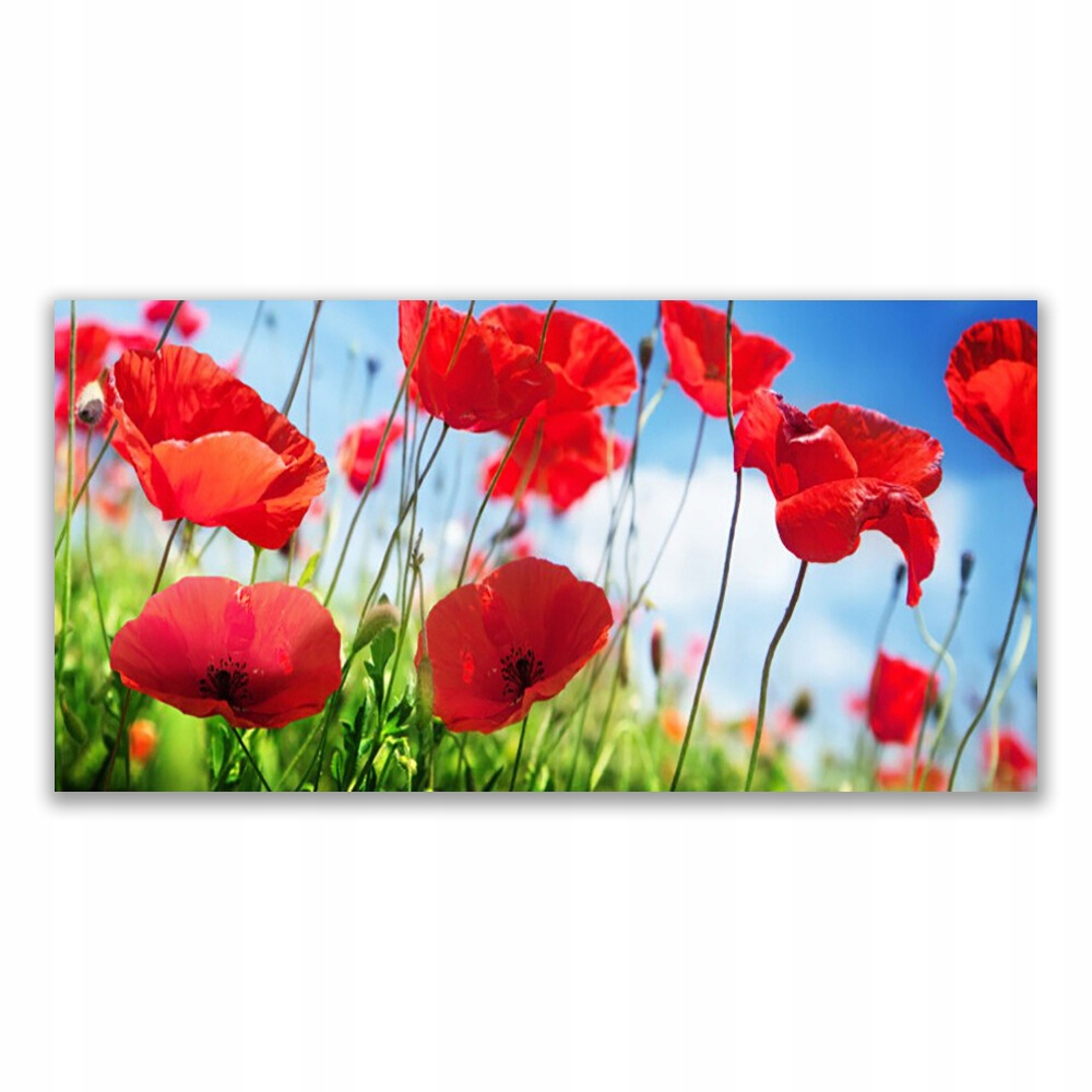 

Obraz akryl na ścianę 140x70 Maki Roślina Natura