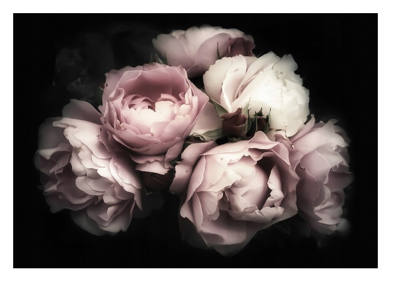 

Fototapeta Peonie Kwiaty Do Sypialni 3D 368x254
