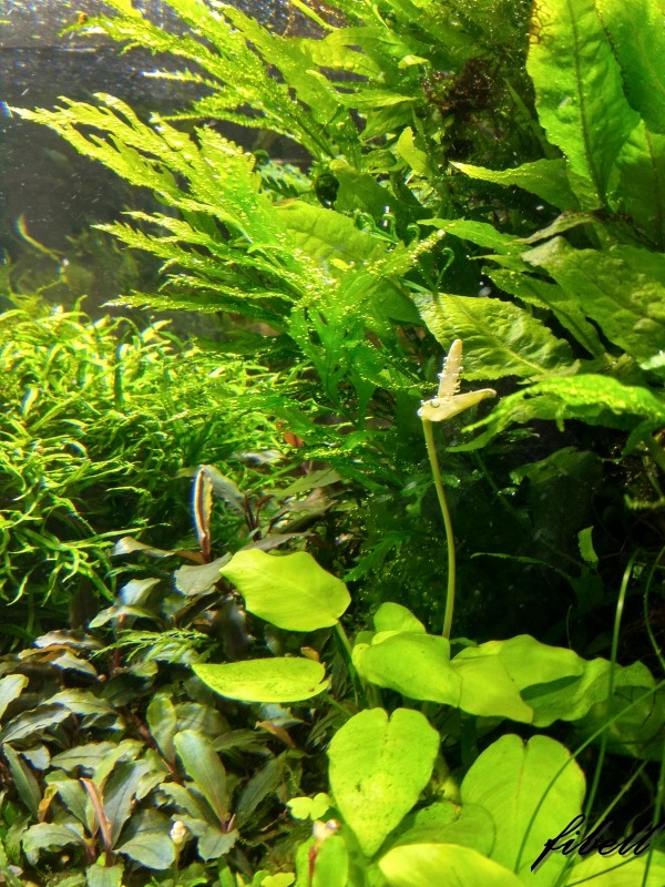 Anubias Nana Gold коллекция fibell