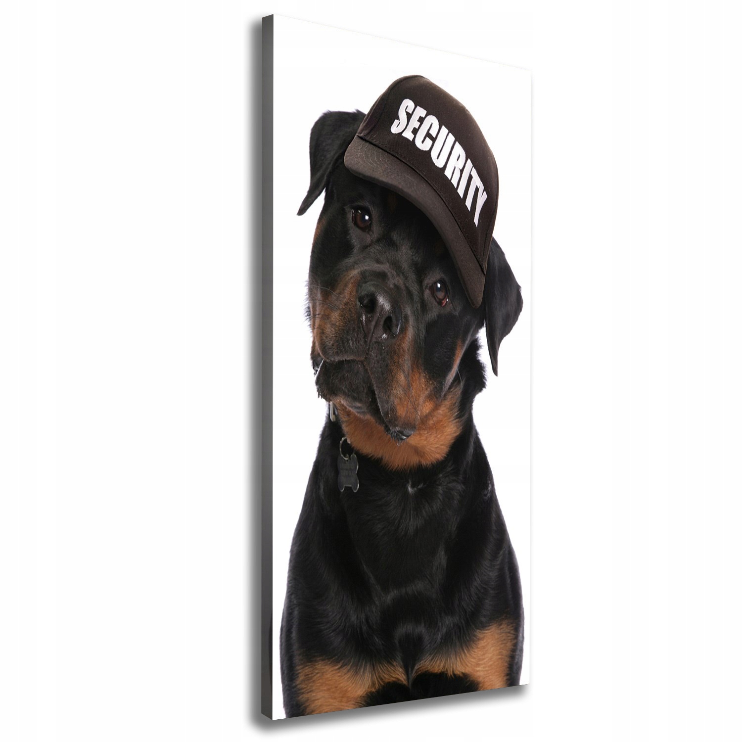 

Foto obraz na płótnie Rottweiler w czapce 50x125cm