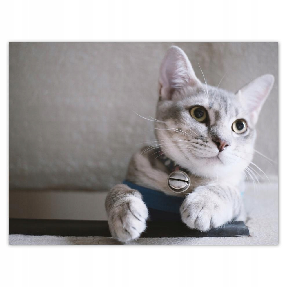 

Plakat 40x30 Kot Kotek Koty Kicia