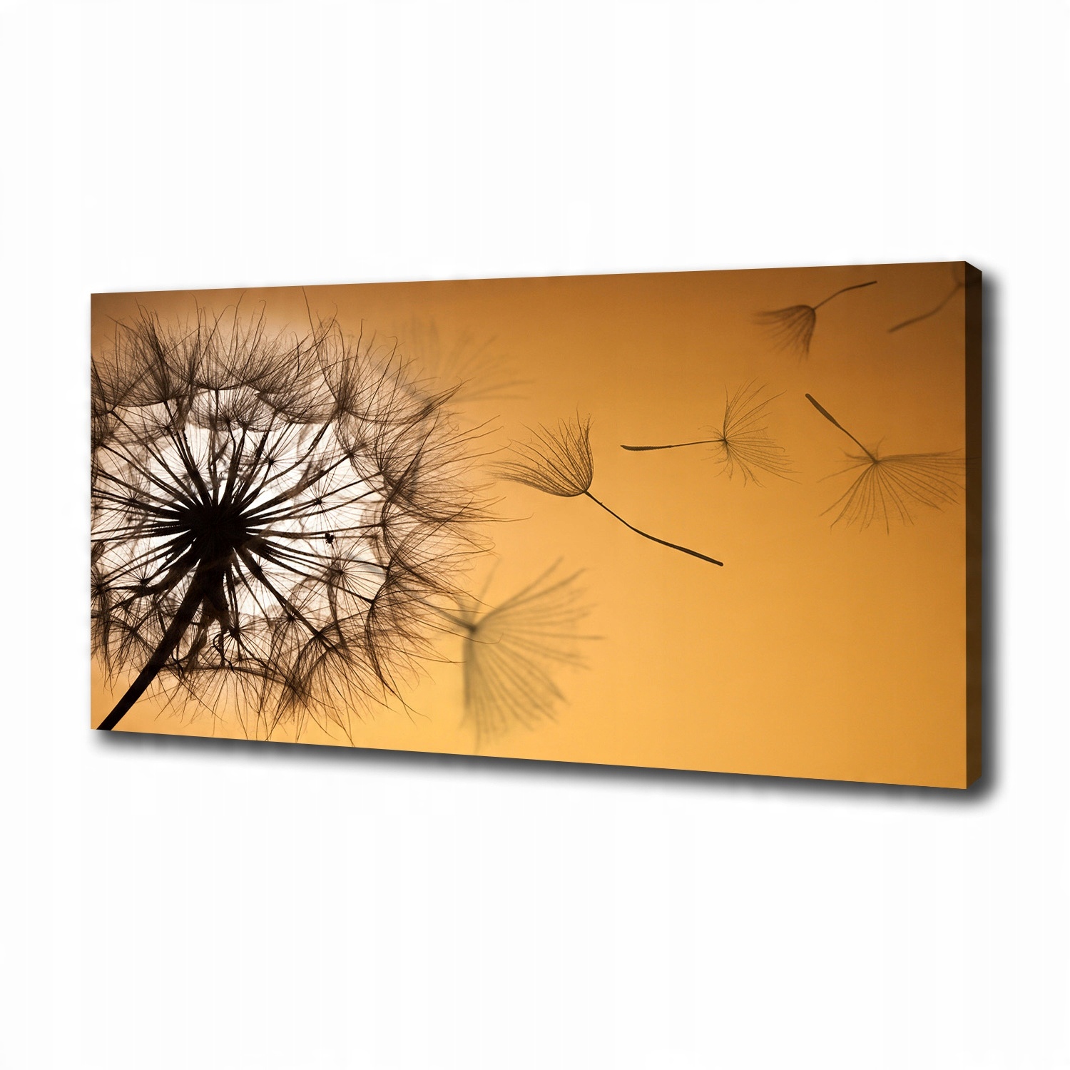 

Foto obraz canvas na ścianę Dmuchawiec 100x50 cm