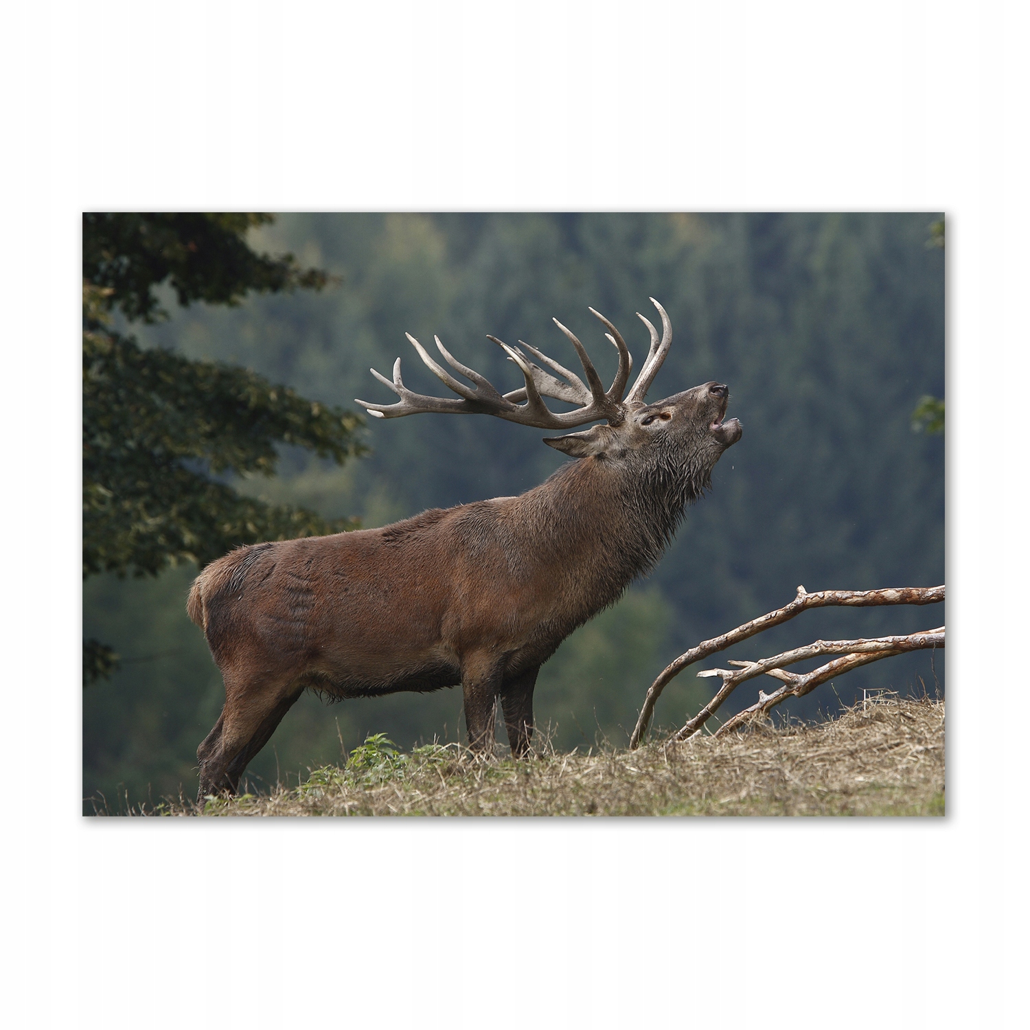 Sklenený nástenný panel Jeleň na kopci Lepidlo Zadarmo