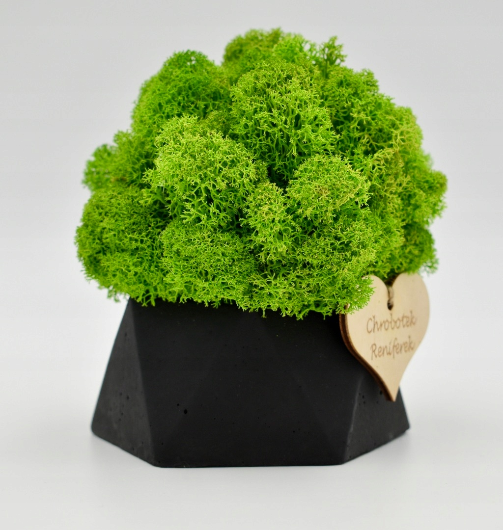 Chrobotkowy las w doniczce betonowej geometrycznej Kod producenta CHR