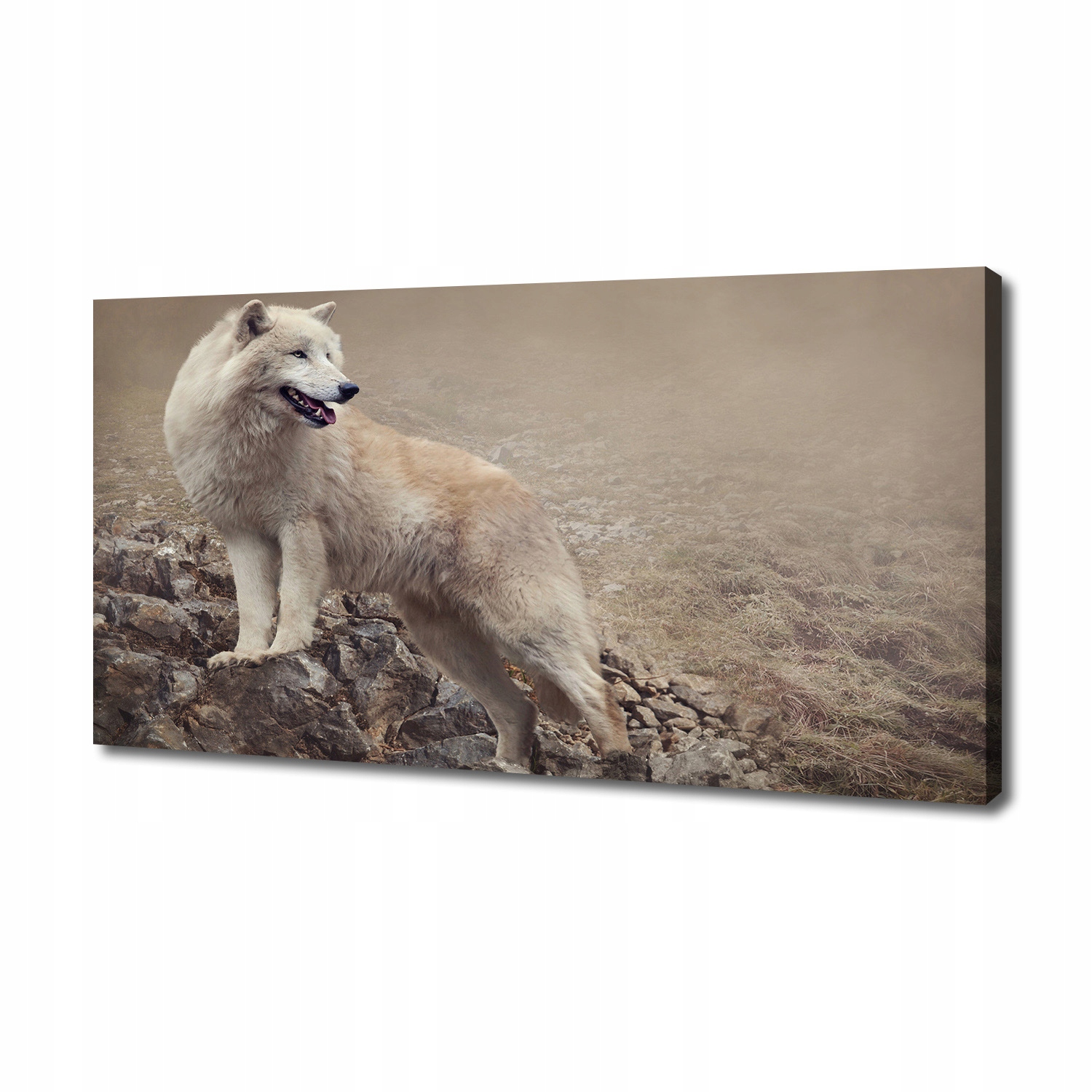 

Foto obraz na płótnie Biały wilk na skale 140x70cm