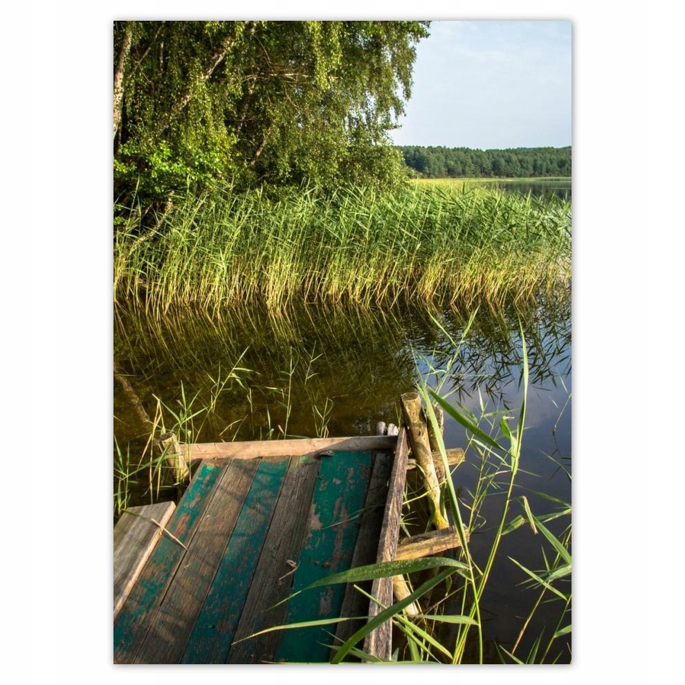 

Naklejki 50x70 Szuwary