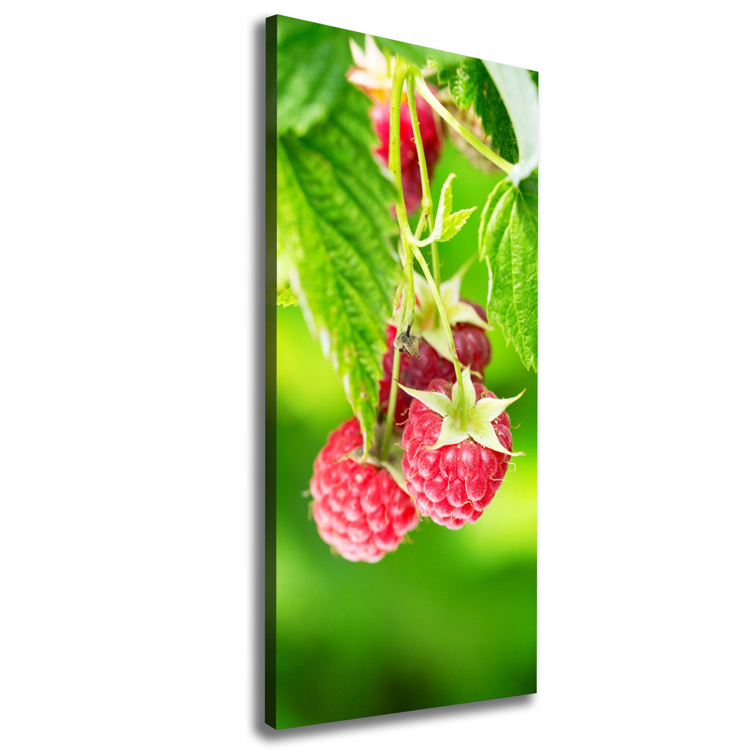 

Foto obraz na płótnie Maliny na krzaku 50x125 cm